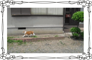 細い路地で散歩中の猫に出会った時の写真